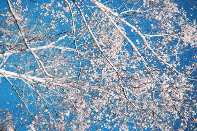 Close-up of frozen plants against blue sky