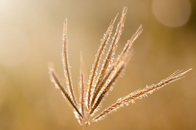 Close-up of stalks against sky during sunset