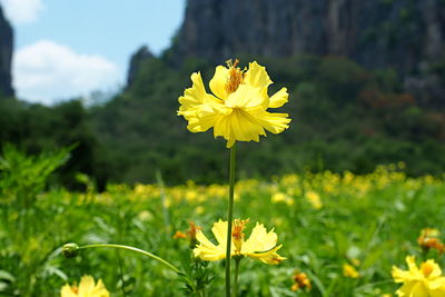 Close-up of yellow flowering plant on field