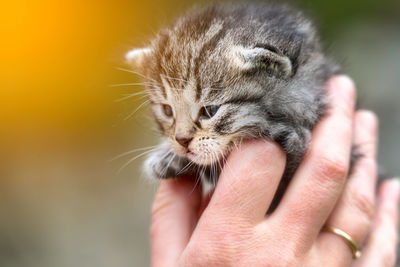 Close-up of hand holding kitten