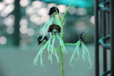 Close-up of insect on flower