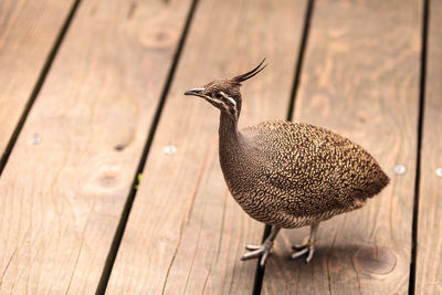 High angle view of elegant crested tinamou on floorboard