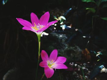 Close-up of pink lotus blooming outdoors