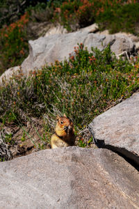 High angle view of squirrel on rock