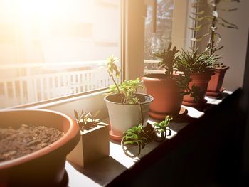 Potted plants near a window in a sunny day