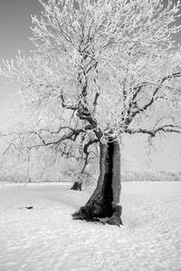 Bare trees against sky