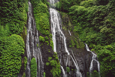 Low angle view of waterfall in forest