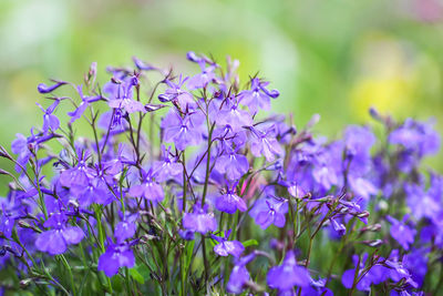 Blue delphinium beautiful flowers in summer garden. blooming plants in the countryside.