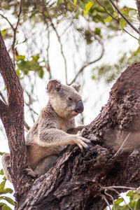 Low angle view of animal sitting on tree trunk