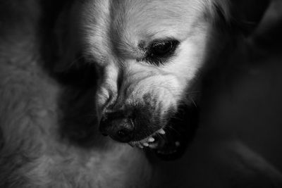 Close-up portrait of dog