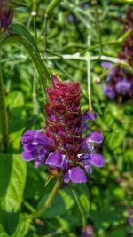 Close-up of purple flower