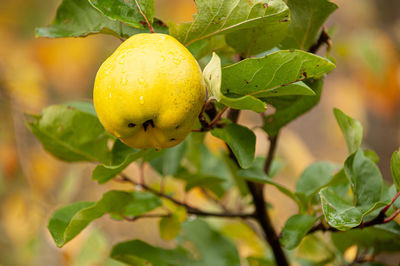 Close-up of lemon growing on tree