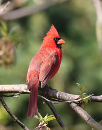 Close-up of a bird perching on branch