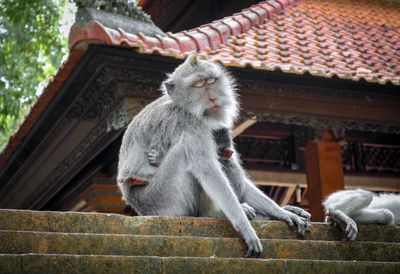 Low angle view of monkey on roof against building