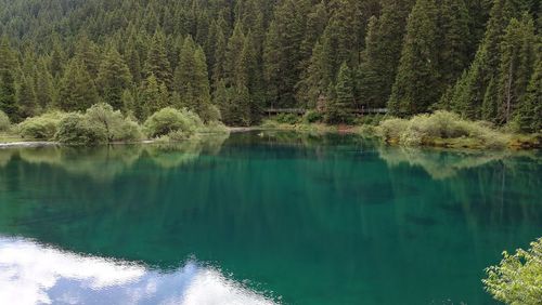 Scenic view of lake in forest