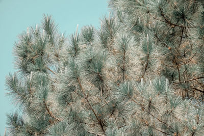 Low angle view of flowering plants against sky