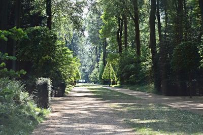 Walkway amidst trees in forest