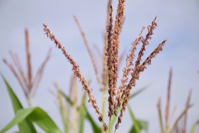 Close-up of stalks in field against clear sky