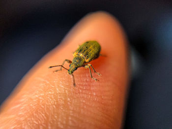 Close-up of insect on hand