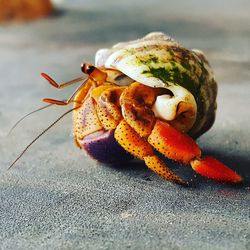 Close-up of crab on beach