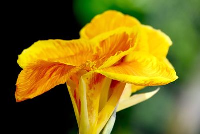 Macro shot of yellow flower