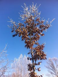 Low angle view of flowering tree against clear blue sky