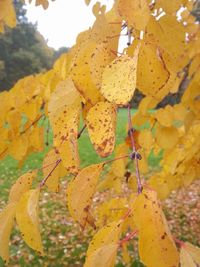 Close-up of leaves on tree