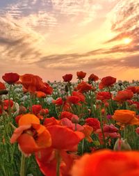 Close-up of red tulips on field against sky during sunset