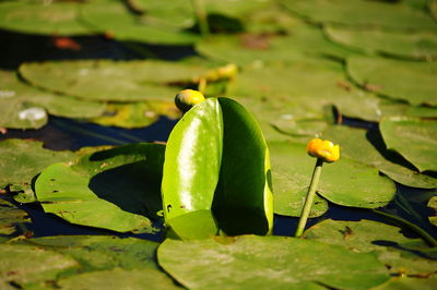 Close-up of green leaves floating on water