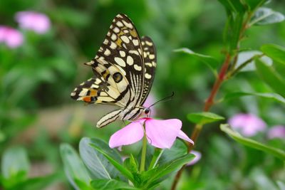 Close-up of butterfly pollinating on pink flower