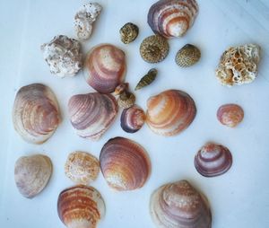 Close-up of food on table