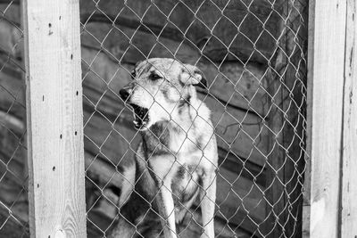 Fence in cage at zoo