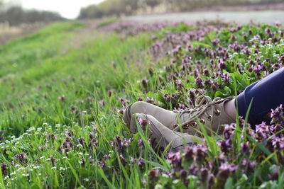 Low section of person on purple flowering plants on field