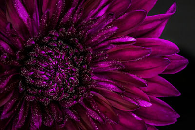 Close-up of fresh purple flower blooming outdoors