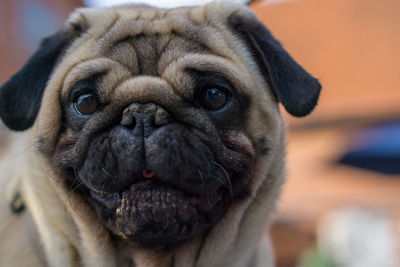 Close-up portrait of dog