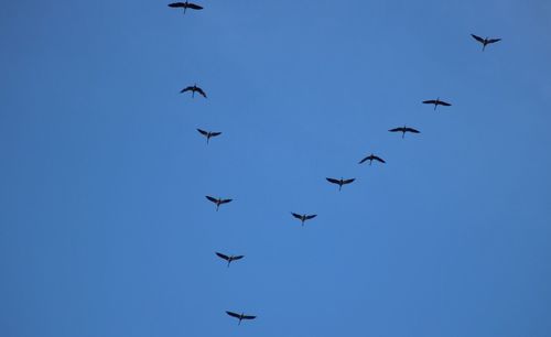 Low angle view of birds flying in the sky