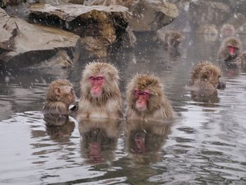 Snow monkeys in hotspring