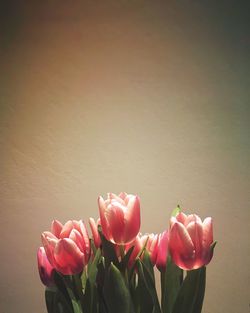 Close-up of pink flowers against blurred background