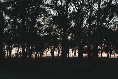Silhouette trees in forest