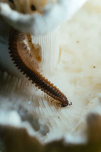 Close-up of caterpillar