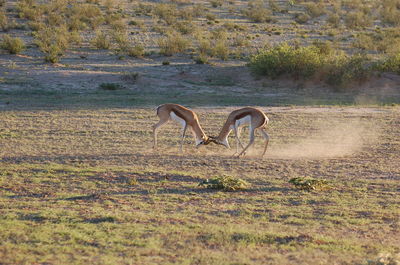 Male gazelles fighting on field