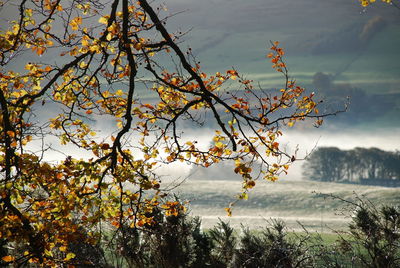 Close-up of tree by lake against sky