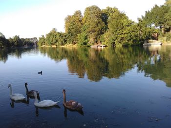 Swans swimming in lake against sky