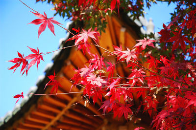 Low angle view of maple leaves on tree