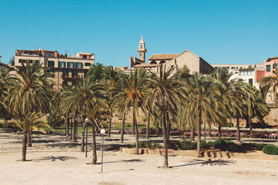 Palm trees in city against clear sky