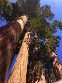 Low angle view of tree against blue sky