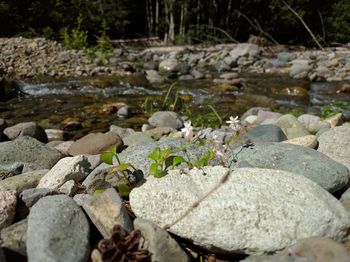 Close-up of plants growing outdoors