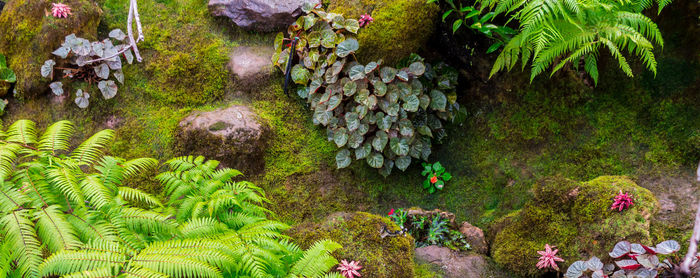 High angle view of plants growing on rock