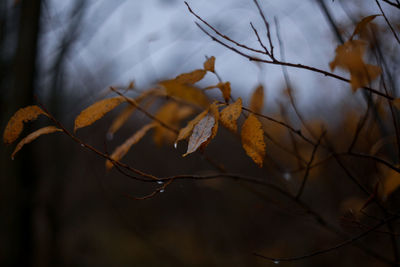 Close-up of dry leaves on branch