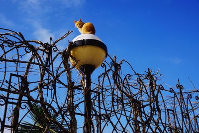 Low angle view of bird perching on tree against blue sky